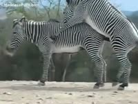 Zoo porn xxx with two zebras